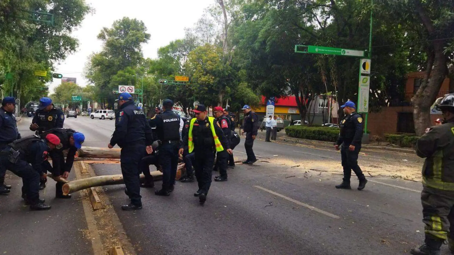 Reportan caída de árboles en la CDMX